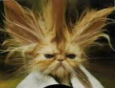 Pour l'�lection des miss